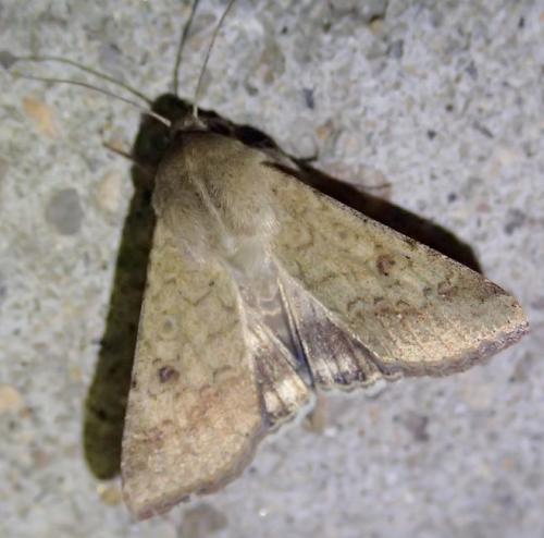 Helicoverpa armigera